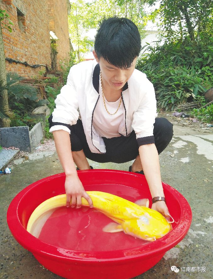 男子钓到通体金黄大怪鱼