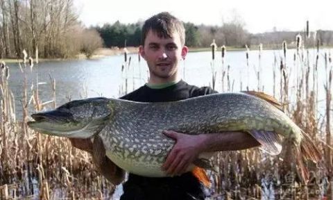 彪悍却不鲁莽的鱼，在我国仅见于额尔齐斯河:白斑狗鱼