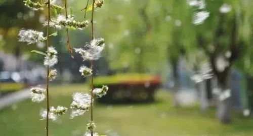 杨絮过敏未完,柳絮过敏又至,如何防范毛毛们?