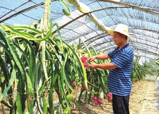 酷暑中的收获:40℃大棚里让人眩晕