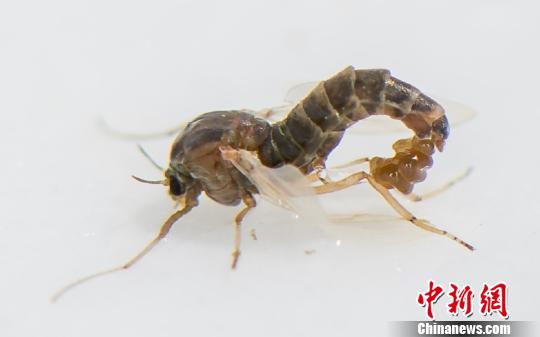 浙江沿海发现海洋昆虫新物种“中华二叉摇蚊”