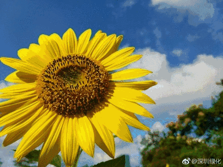 听说市民中心有片超赞的向日葵,现场却……葵花残满地