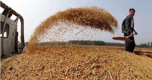 小麦价格持续上涨,但受质量影响,恐怕难以突破