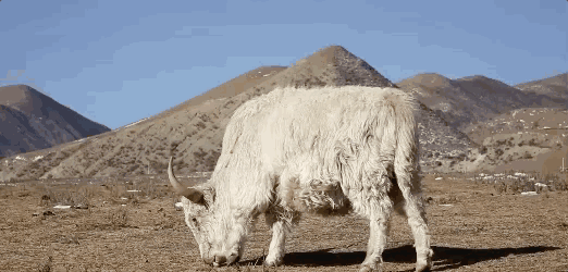 我们这的白牦牛啊, 吃的都是虫草,贝母等名贵药材, 喝的是祁连山顶雪