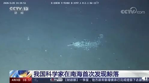 一鲸落,万物生 | 这位海洋生物学家,拍下深海最美的“花”