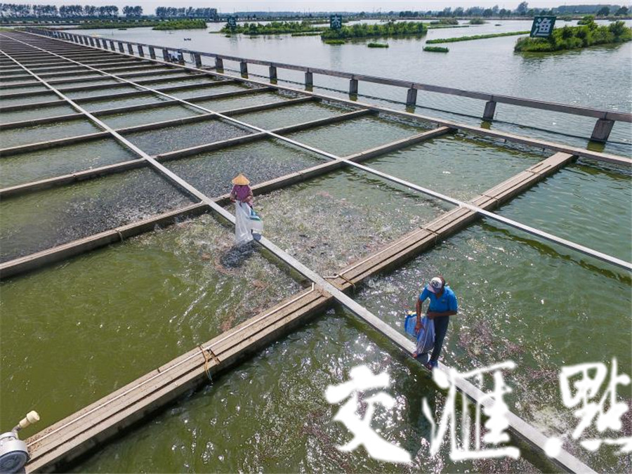 【聚焦美丽乡村】盐城建湖推进乡村振兴 让幸