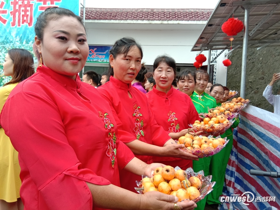 旬阳县城关镇两岔河村笑声多 枇杷成脱贫增收