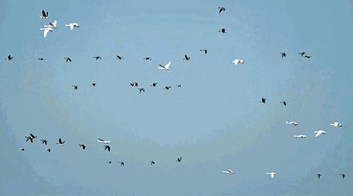 后记 雁南飞,盼春来. 都说耐得住寂寞,才能守得住繁华.