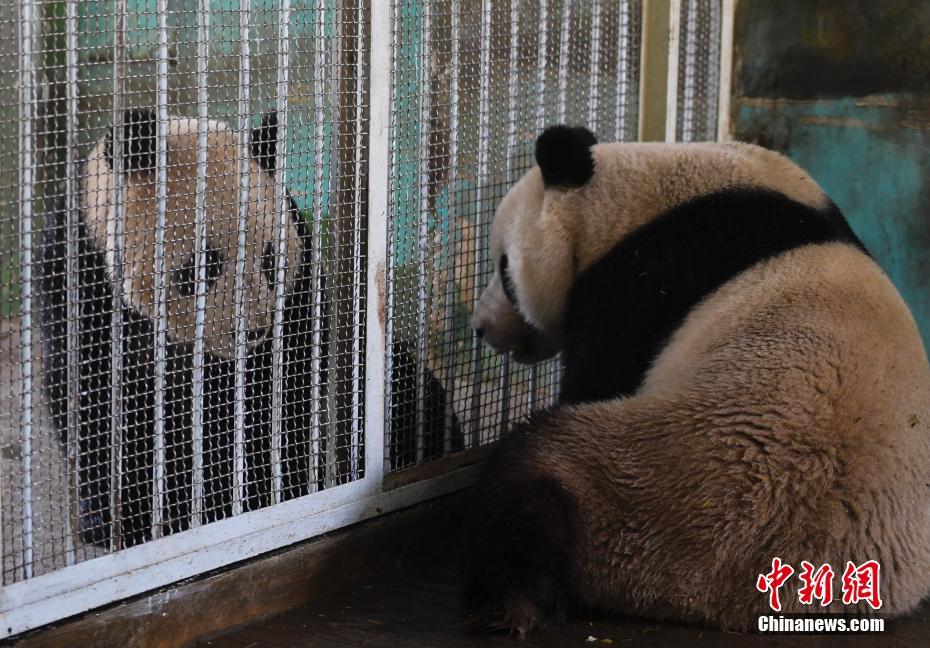 北京试管婴儿合肥代孕要多少钱怎么预约北京备孕检查哪里好