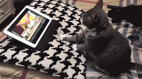 我拿你当宠物你却想上我 动图 你这是龟口夺食啊!