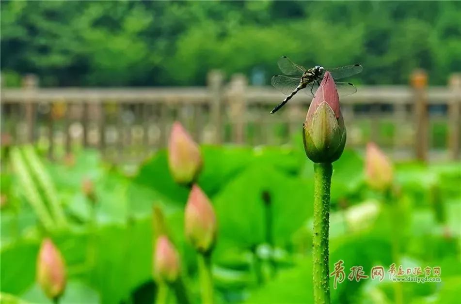 来了！2018青岛赏荷地图了解下(高清)