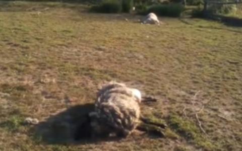 乌克兰小镇多只羊的血液被吸干（视频截图）