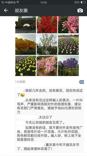 图为游客爆料的洛阳薰衣草庄园的塑料花