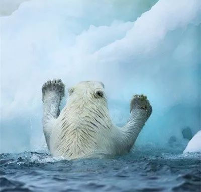  ▲一只到达浮冰的北极熊。图片来源：视觉中国