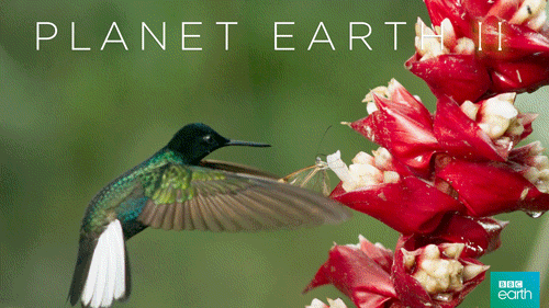 如果说地球还有一个次元,那一定是在BBC自然纪录片里