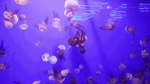 500_281 gif 动态图 动图