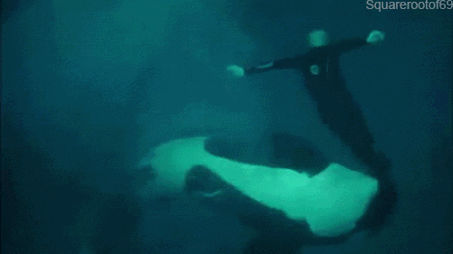 500_281gif 动态图 动图