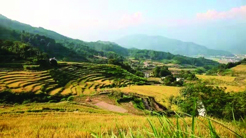 “三产融合”话发展 乡村振兴谱华章