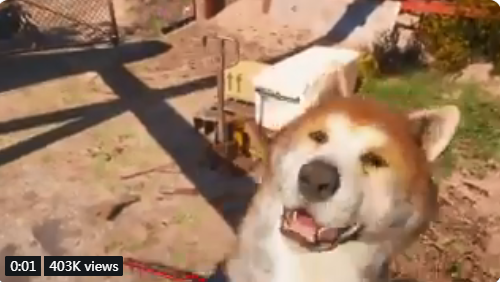 能分辨出是哪款游戏吗?游戏中出现过的人类挚友汪星人