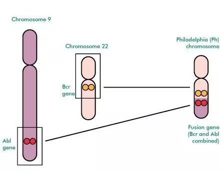 费城染色体易位产生的融合基因
