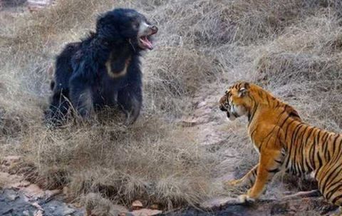 战力爆表!陆地上最凶猛动物,东北虎还是棕熊?