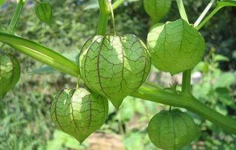 北方农村这种野果叫“姑娘果” 看着不起眼 对男性确实是好