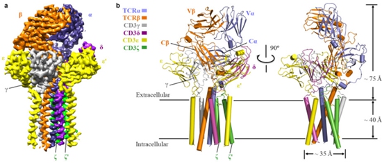 TCR-CD3复合物的整体结构图。哈尔滨工业大学供图