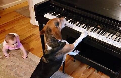 一只小狗边弹钢琴边“引吭高歌”，不过它投入的表演却被一名小婴儿打断