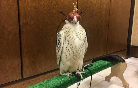 普京赠送的堪察加猎鹰(塔斯社)