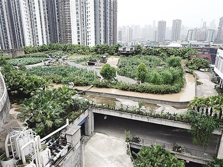 8D重庆又有新花样！33米楼顶建“农场” 去玩吗？
