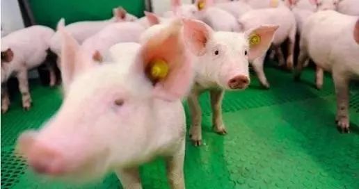 人工智能进入养殖业 如何让猪肉生意更高端?|农