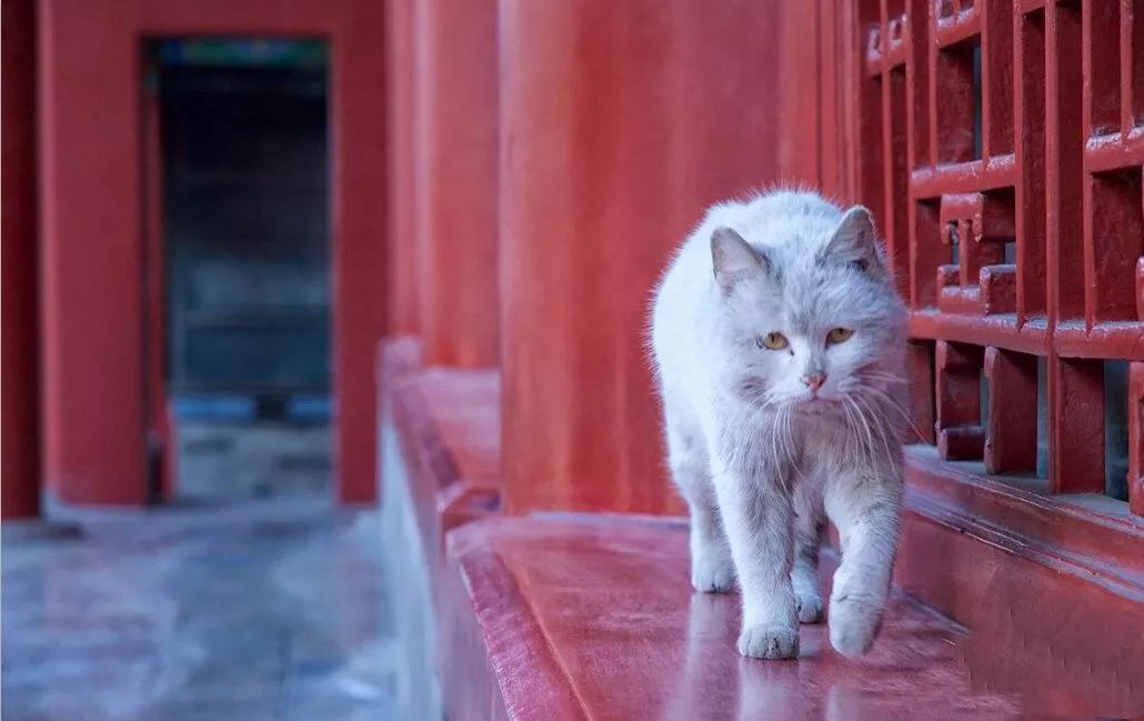 撩主播萌宠猫故宫的主子