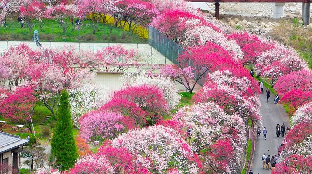 带你看日本梦幻秘境赏十里桃花阿智村 花桃の里
