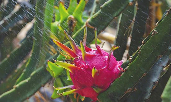 吉林省南果北种产业探析移来果香更觉甜