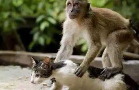小猴子竟敢将猫当作坐骑,不知道小号版老虎的