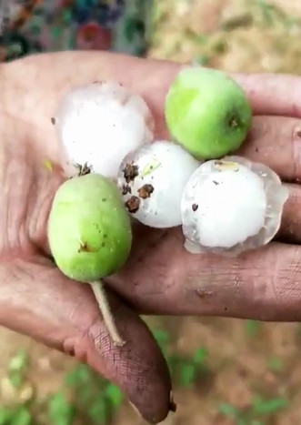 冰雹受灾情况:四乡镇果树受灾面积15万亩!