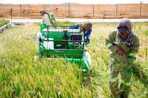 袁隆平团队在迪拜成功试种沙漠海水稻成功