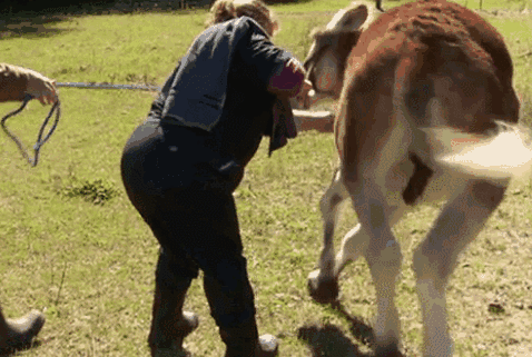 壁纸 动物 狗 狗狗 478_321 gif 动态图 动图