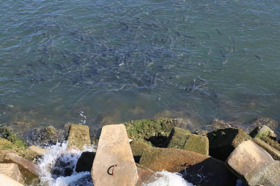 工厂海岸赏鱼群,输油码头瞰东港…厉害了我的