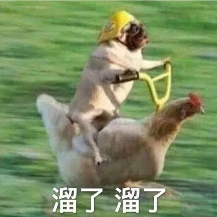 自从我迷恋上了沙雕猫咪表情包，整个人都变得傻吊了