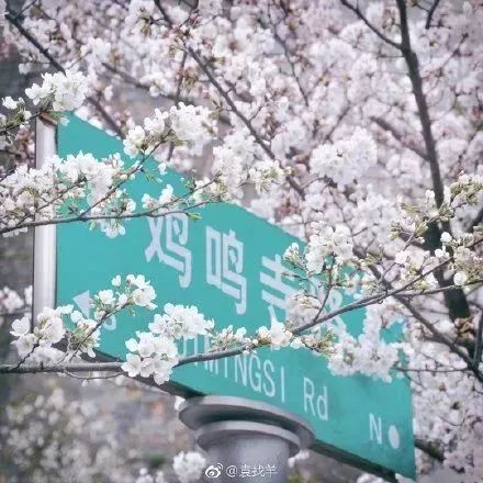 看樱花不用去鸡鸣寺，江北这片樱花林惊艳全南京！