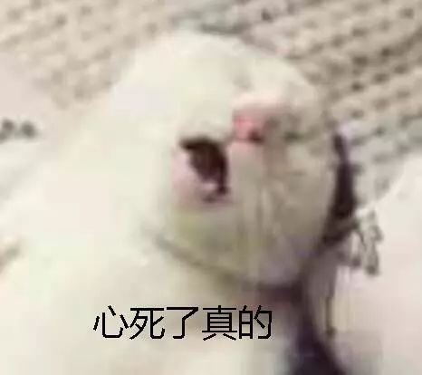 男星上位史——被资本睡服后沦为双插头的“强推之耻”