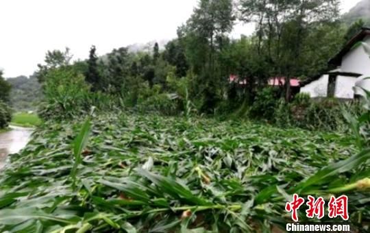 農(nóng)作物受災(zāi)情況。 陜西省民政廳供圖