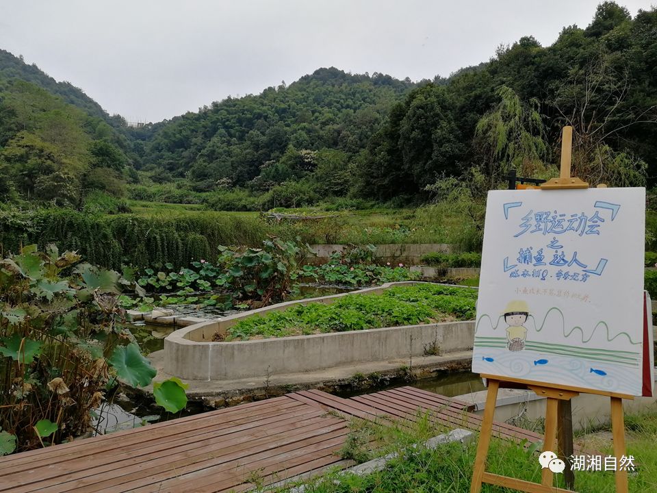 回到童年的稻田——丰收节来了！