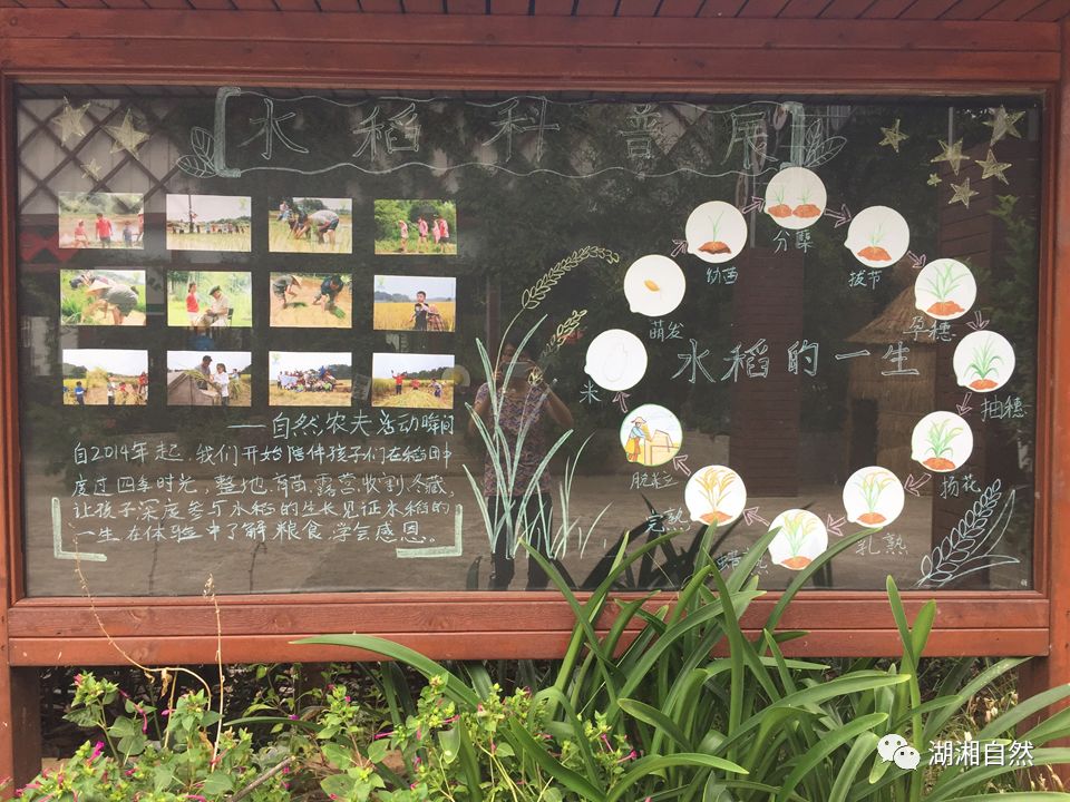 回到童年的稻田——丰收节来了！