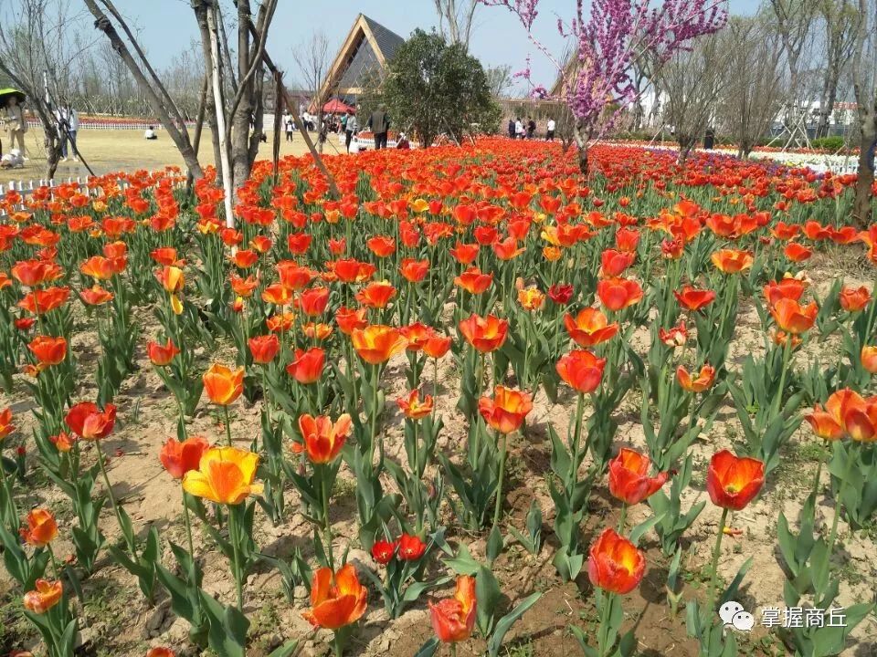 【最全档案】在全国排名再次刷新,来重新认识大美商丘!