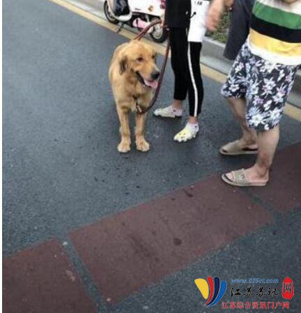 金毛撞坏兰博基尼主人负全责 维修费高达40万