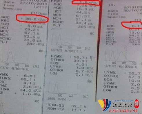 小狗得细小有什么症状?咖巴斯顿天然粮来解答