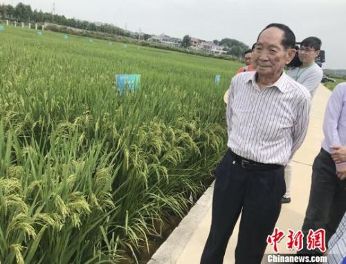 袁隆平。 唐小晴 摄