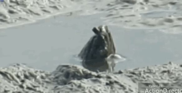 英国女孩近距离拍下尼斯湖水怪 专家:多年来最佳(图)